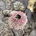 Symmetrical Sessile Barnacles - Photo (c) Chris Evers, some rights reserved (CC BY-NC)