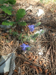 Veronica capsellicarpa