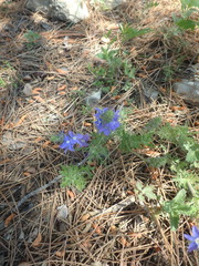 Veronica capsellicarpa