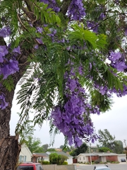 Jacaranda mimosifolia