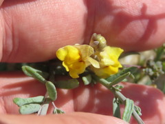 Linaria polygalifolia