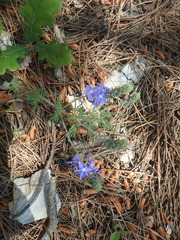Veronica capsellicarpa