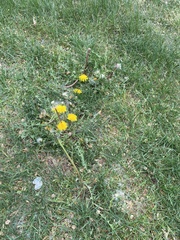 Taraxacum officinale
