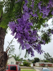 Jacaranda mimosifolia