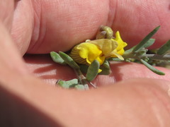 Linaria polygalifolia