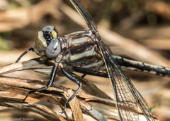 Phanogomphus exilis