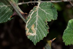 Stigmella auromarginella