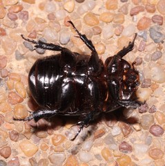 Pentodon idiota