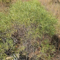 Euclea linearis