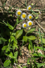 Erigeron philadelphicus philadelphicus