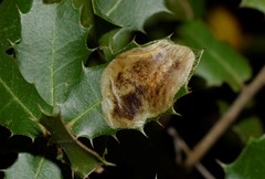 Phyllonorycter belotella