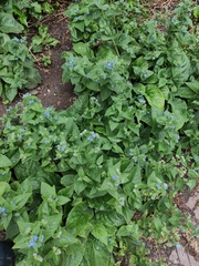 Pentaglottis sempervirens