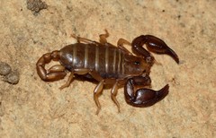 Euscorpius lesbiacus