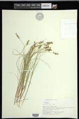 Carex echinata echinata