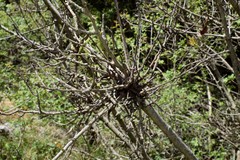 Aceria pistaciae