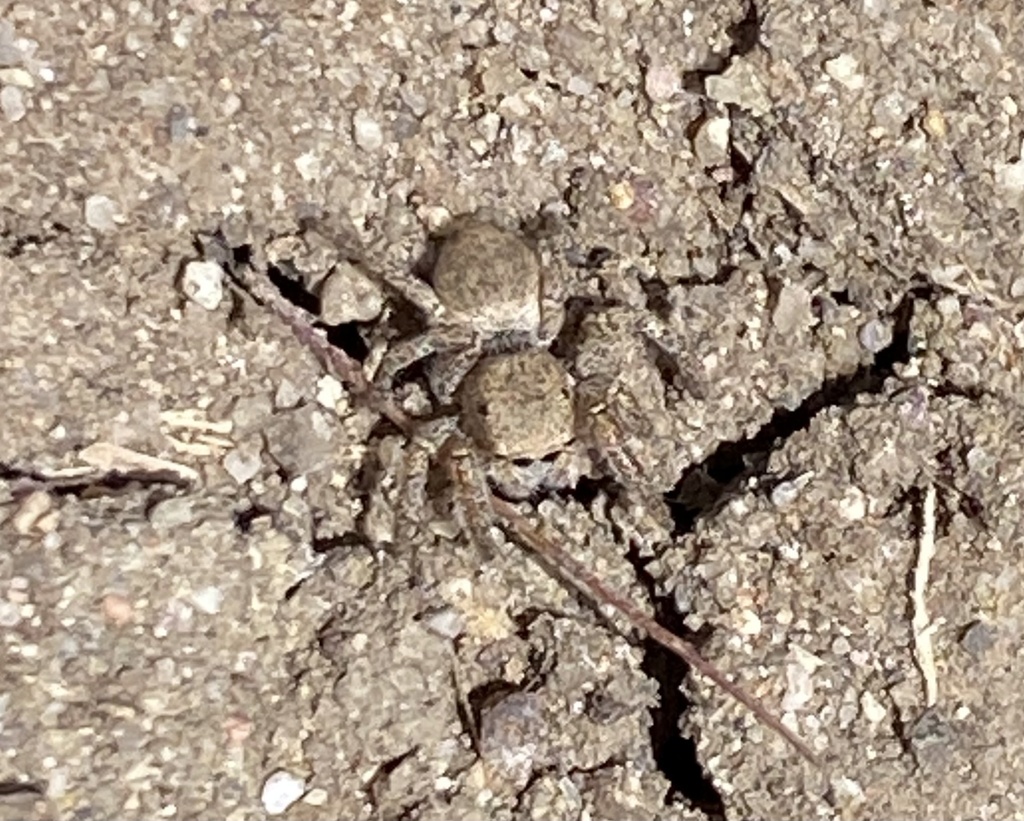 Paradise Jumping Spiders from Mission Trails Regional Park, San Diego