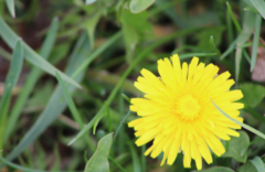 Taraxacum officinale