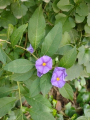 Lycianthes rantonnetii