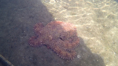 Octopus vulgaris