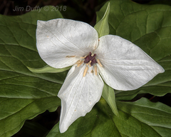 Trillium simile
