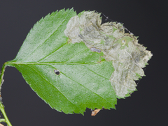 Orchestes pallicornis