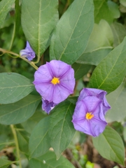 Lycianthes rantonnetii