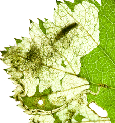 Orchestes pallicornis