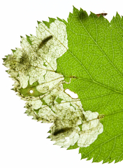 Orchestes pallicornis