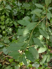 Lycianthes rantonnetii