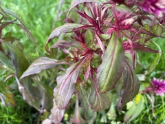Amaranthoideae