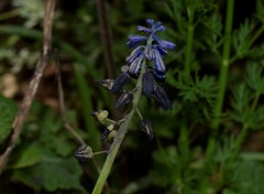 Muscari commutatum