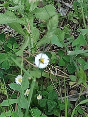 Bellis perennis