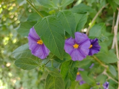 Lycianthes rantonnetii