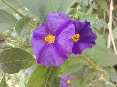 Lycianthes rantonnetii