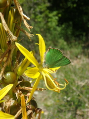 Callophrys chalybeitincta