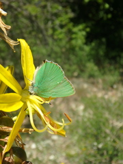Callophrys chalybeitincta