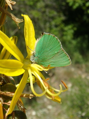 Callophrys chalybeitincta