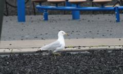 Larus delawarensis