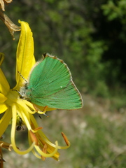 Callophrys chalybeitincta