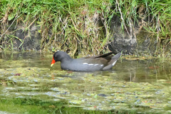 Gallinula chloropus