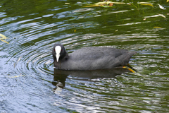 Fulica atra