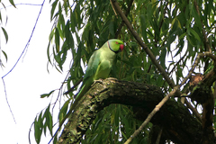 Psittacula krameri