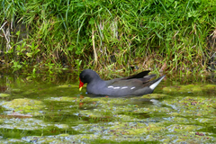Gallinula chloropus