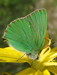 Callophrys chalybeitincta