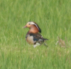 Aix galericulata