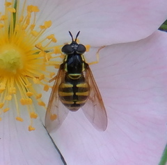 Chrysotoxum cautum