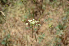 Perideridia kelloggii