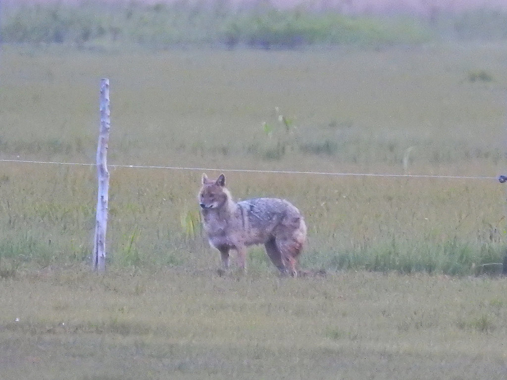 European Jackal from Kirikuküla, Lääne maakond, Eesti on May 19, 2022