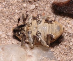 Sibinia pellucens