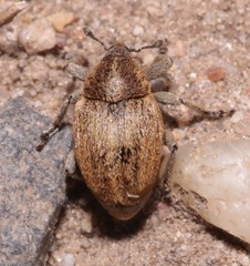 Sibinia pellucens